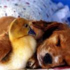 Amor impossível entre um pato e um cão? Quem disse isso? 