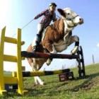 Alemã usa vaca como montaria para saltar obstáculos 