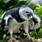 Gavião Real, a mais poderosa ave de rapina do mundo! 