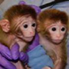 Primatas quiméricos são reproduzidos por cientistas