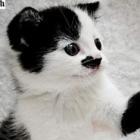 Gato que tem o bigode de Hitler é rejeitado em abrigo