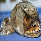 Peixe ‘cabeça de cobra’ assusta especialistas na Austrália 