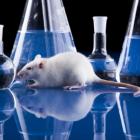 Cura da distrofia muscular é confirmada em ratos