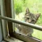 Gato ninja abre janela e entra na casa