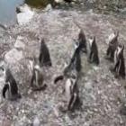 Encontre o Pinguim Forever Alone