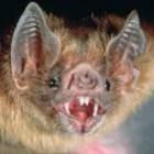 Você sabe como os morcegos vampiros encontram sangue para se alimentar? 