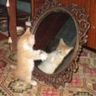Oque um gato vê no espelho ?