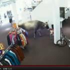 Vaca que invadiu loja na Áustria vira estrela de comercial de TV 
