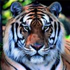 Tigres: dóceis animais selvagens!