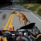 Imagina o susto de atropelar um cervo... Em uma moto!
