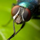 Como capturar uma mosca com um canudo