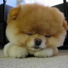Cachorro Boo - o cachorro mais fofo do mundo