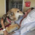 Cadelinha realiza o último desejo de seu dono com câncer