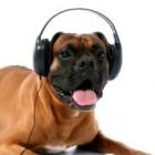 Use a música clássica para acalmar o seu cachorro 