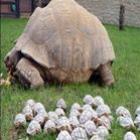 Tartaruga gigante dá à luz 45 filhotes e veterinários não sabem quem é o pai