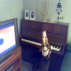 Cachorro  canta e toca piano; assista 