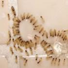 Formigas como vetores de micobactérias
