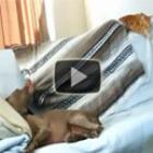 Cão rouba cobertor de gato
