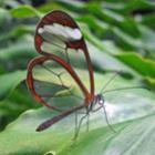 Greta oto, a borboleta transparente