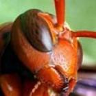 Fotos de insetos em alta resolução