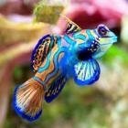 Um dos peixes mais coloridos do mundo