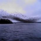 Nuvens de pássaros celebram a incrível natureza