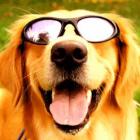 Protetor solar para cães