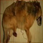 Cão perde suas patas traseiras após ser brutalmente torturado
