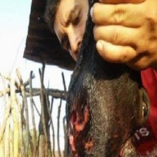 'Chupacabra' ataca cabras e ovelhas do município de Brumado