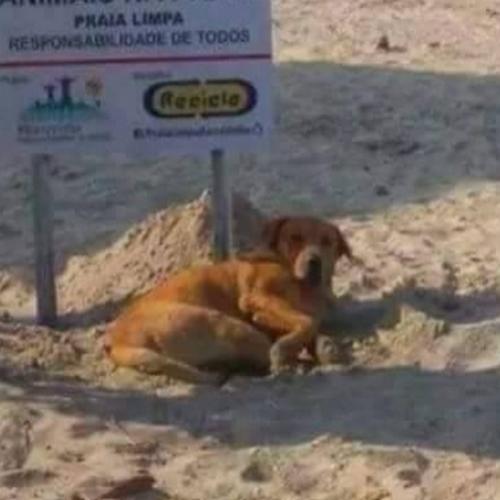 Esse cachorro não liga para as regras