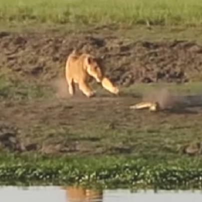 Leoa é flagrada atacando crocodilo perto de rio na África do Sul