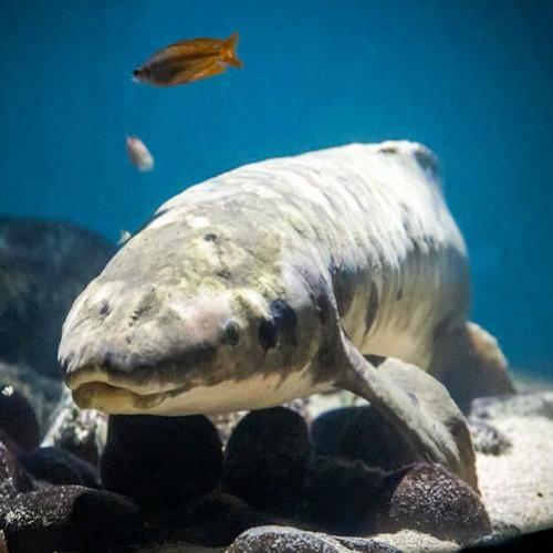 Matusalém, o peixe de aquário mais velho do mundo
