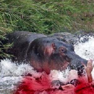 Homem é morto por hipopótamo assassino