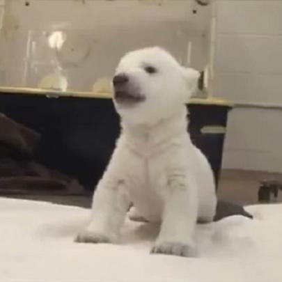 Filhote de urso polar tenta dar seus primeiros passos em zoológico