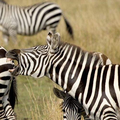 Já imaginou por que as zebras têm listras?, se sim você deve ver isso!