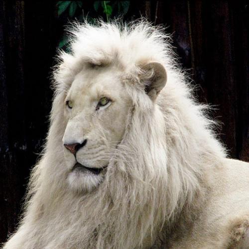 Leões Brancos: Uma rara mutação de cor do leão sul-africano