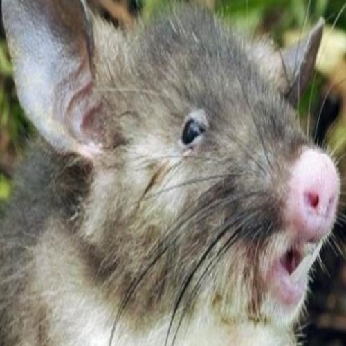  Nova espécie de rato com nariz de porco é encontrada na Indonésia