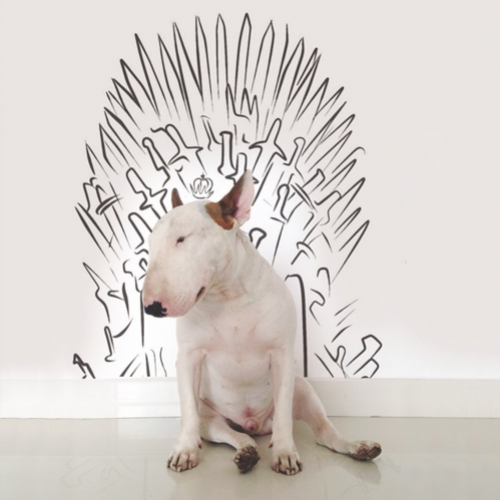 Artista cria ilustrações engraçadas com seu Bull Terrier 