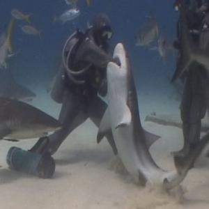 'Encantadora de tubarões' enfia mão na boca de animal para tirar anzol