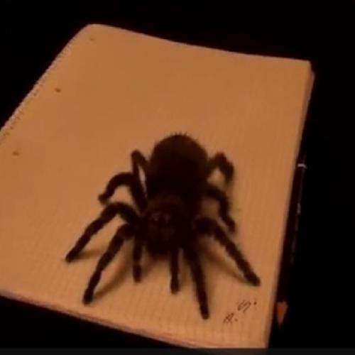Tem coragem de pegar essa aranha na mão?