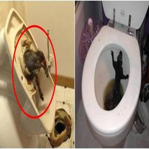 17 coisas mais bizarras encontradas em banheiros