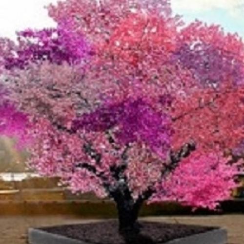 Foi criada uma árvore que produz mais de 40 tipo de frutos diferentes 