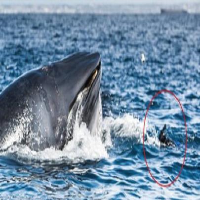 Mergulhador é quase engolido por baleia