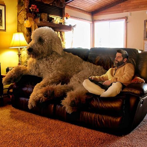  Um fotógrafo e seu cão gigante 
