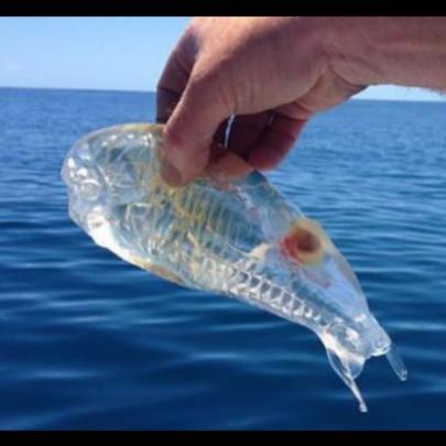 Pescador encontra peixe transparente nunca visto antes