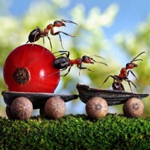 Um mundo de fantasia de formigas