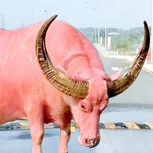 O incrível búfalo rosa do Vietnã