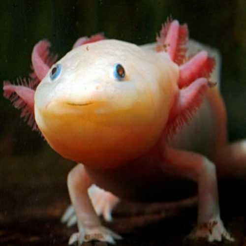 Axolotls, as incríveis salamandras