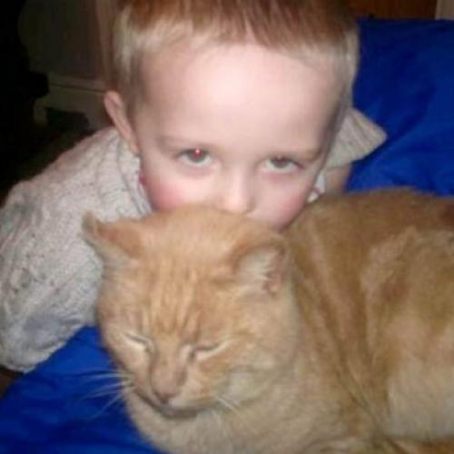 Menino vai à abrigo adotar novo gato e encontra seu gato, desaparecido