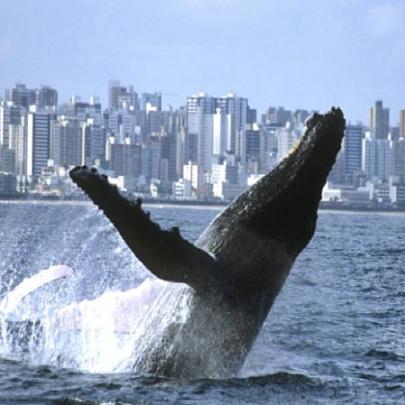 Brasil retira baleia-jubarte da lista de espécies ameaçadas de extinçã